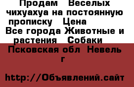 Продам.  Веселых чихуахуа на постоянную прописку › Цена ­ 8 000 - Все города Животные и растения » Собаки   . Псковская обл.,Невель г.